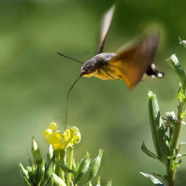 Free yellow evening primrose seeds - Image 2