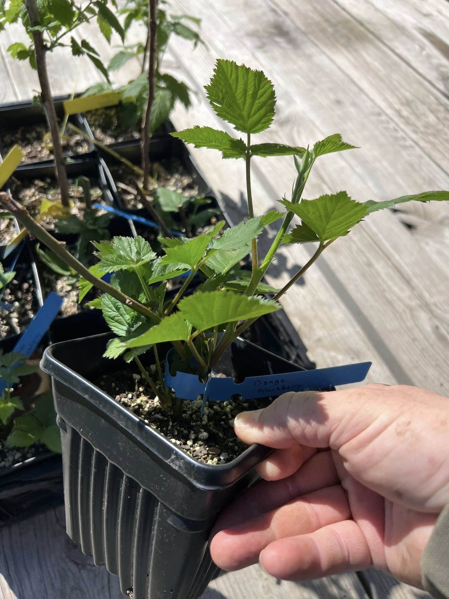 Osage Blackberry