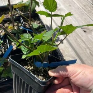 Osage Blackberry