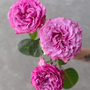 138 stems: 48 stems of The Queen’s Crown roses and 70 stems of mixed peony, ranunculus & spray rose flowers
