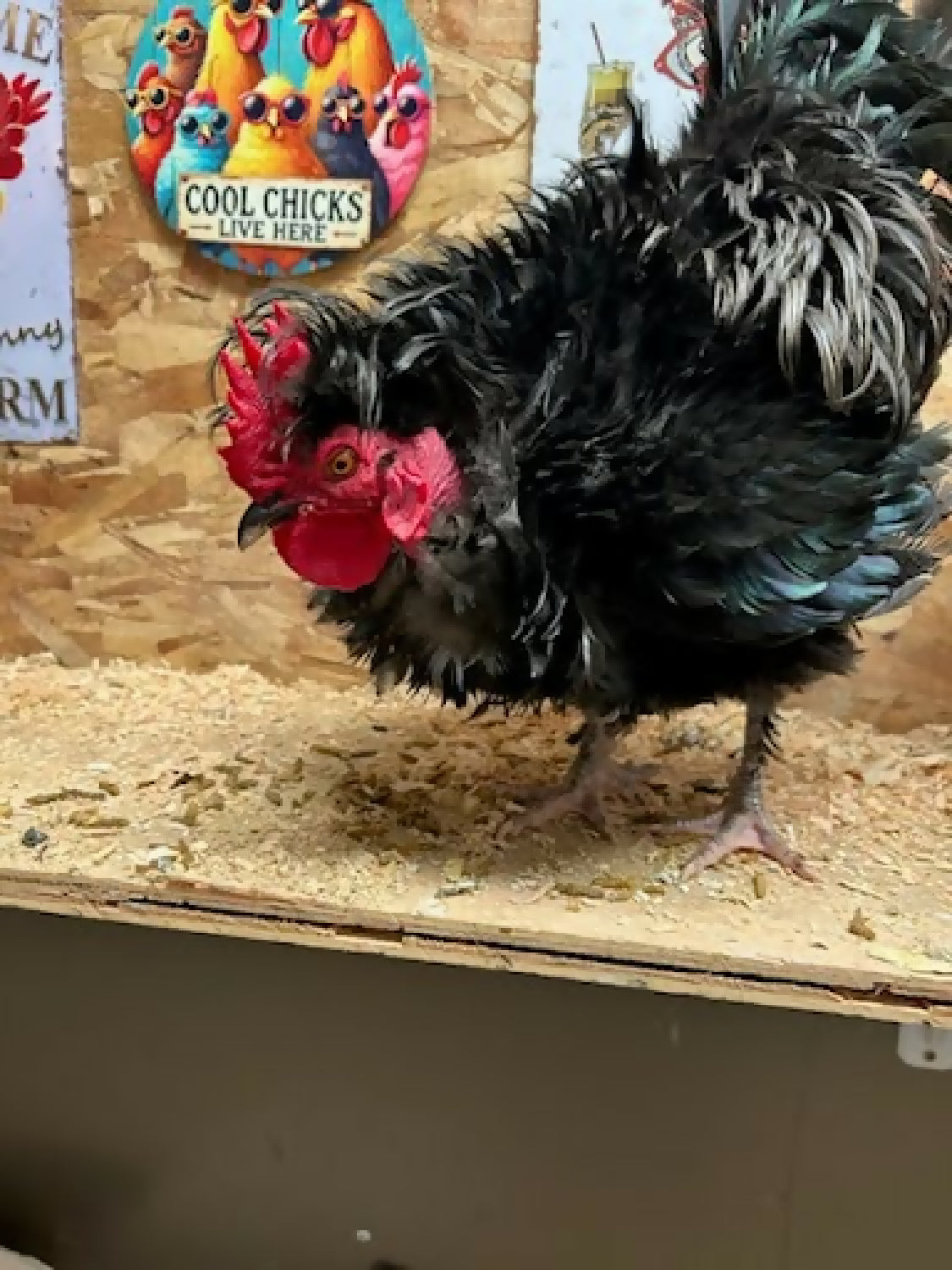 Free hen and rooster duo - Image 3