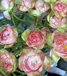 Princess Pinku Spr Garden Rose (12 Stems)