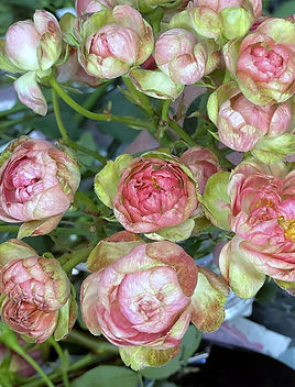 Princess Pinku Spr Garden Rose (12 Stems)