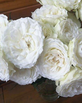 Blanche Spr Garden Rose (12 Stems)