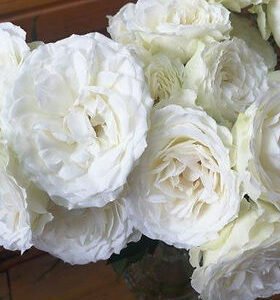 Blanche Spr Garden Rose (12 Stems)
