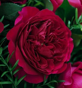 Darcey Garden Rose (12 Stems) - Image 2
