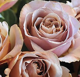 Cafe Latte Garden Rose (12 Stems)