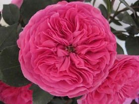 Baronesse Garden Rose (12 Stems)
