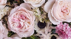 Pink Butterfly Spr Garden Rose (12 Stems)