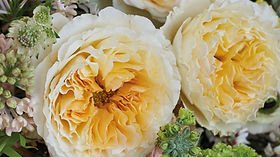 84+ rose stem mixed package – Fall Harvest Gold Palette - Image 2