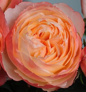 Princess Aiko Garden Rose (12 Stems)