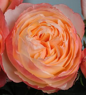Princess Aiko Garden Rose (12 Stems)