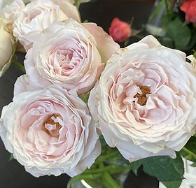 Pink O'Hara Garden Rose (12 Stems)