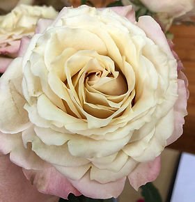 Sahara Sensation Garden Rose (12 Stems)