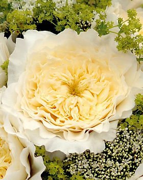 84+ rose stem mixed package – White & Cream Palette - Image 3