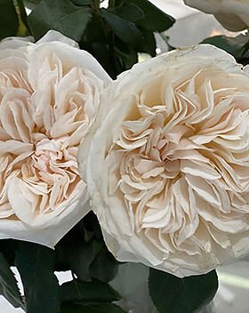 Bessie Garden Rose (12 Stems) - Image 2
