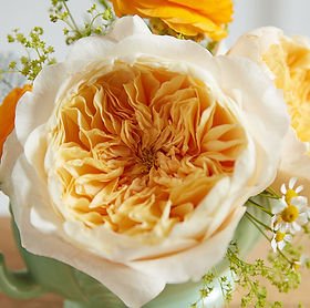 84+ rose stem mixed package – Fall Harvest Gold Palette - Image 3