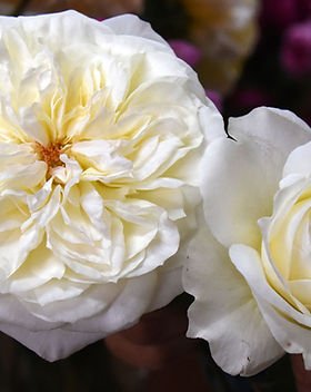 84+ rose stem mixed package – White & Cream Palette - Image 4