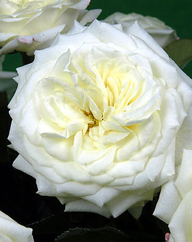 Alabaster Garden Rose (12 Stems)