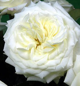 Alabaster Garden Rose (12 Stems)