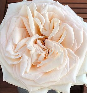 Princess Maya Garden Rose (12 Stems)