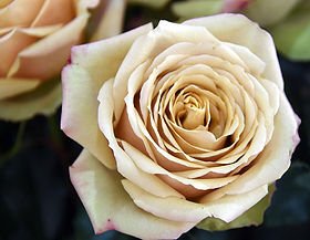 84+ rose stem mixed package – Fall Harvest Gold Palette - Image 5