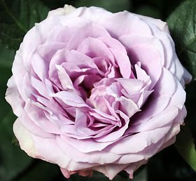 Lavender Bouquet Garden Rose (12 Stems)