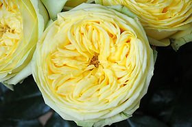 Fatima Gardens Garden Rose (12 Stems)
