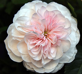 84+ rose stem mixed package – Blush & Peach Palette - Image 4