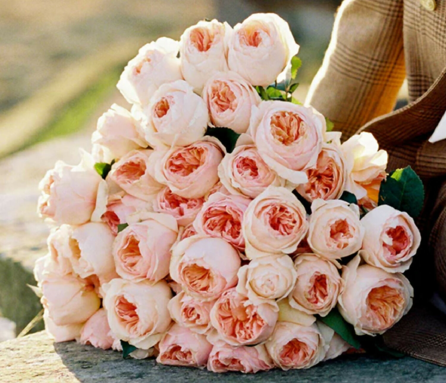 96 stems (8 dozens) of mixed David Austin Roses - Juliet (Ausjameson) Constance Keira Beatrice Miranda (Ausimmon) Edith Effie Eugenie Millicent Hettie etc - Image 3