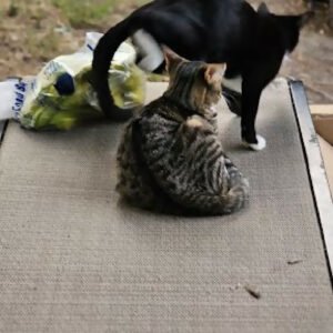 2-3 month old tiger stripe, grey & white, and black stray kitten kitty cats