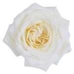 Alabaster Garden Rose (12 Stems) - Image 2