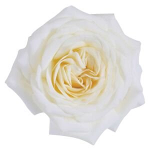 Alabaster Garden Rose (12 Stems)