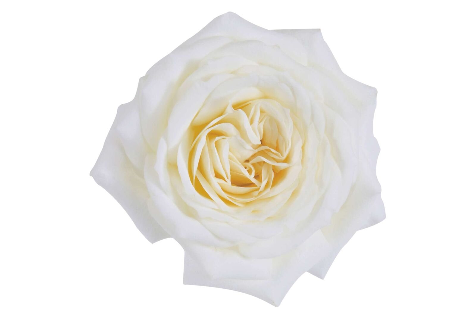 Alabaster Garden Rose (12 Stems)
