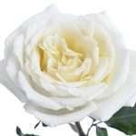 Alabaster Garden Rose (12 Stems) - Image 3