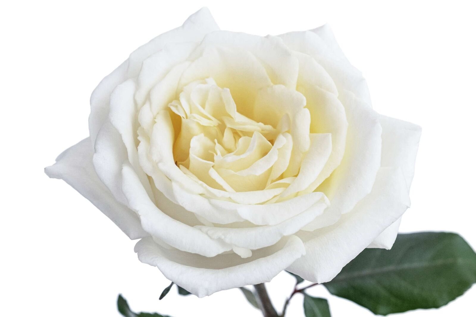 Alabaster Garden Rose (12 Stems) - Image 4
