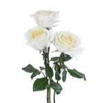 Alabaster Garden Rose (12 Stems) - Image 5