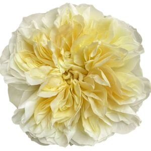 Antonia Gardens Garden Rose (12 Stems)