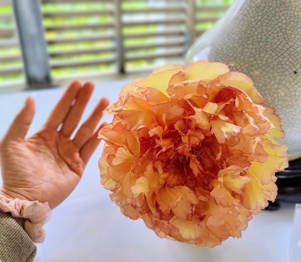 "Golden pavilion" large flower Japanese tree peony - Image 5