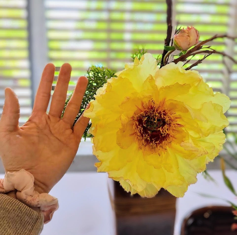"High noon" large flower Japanese tree peony - Image 5