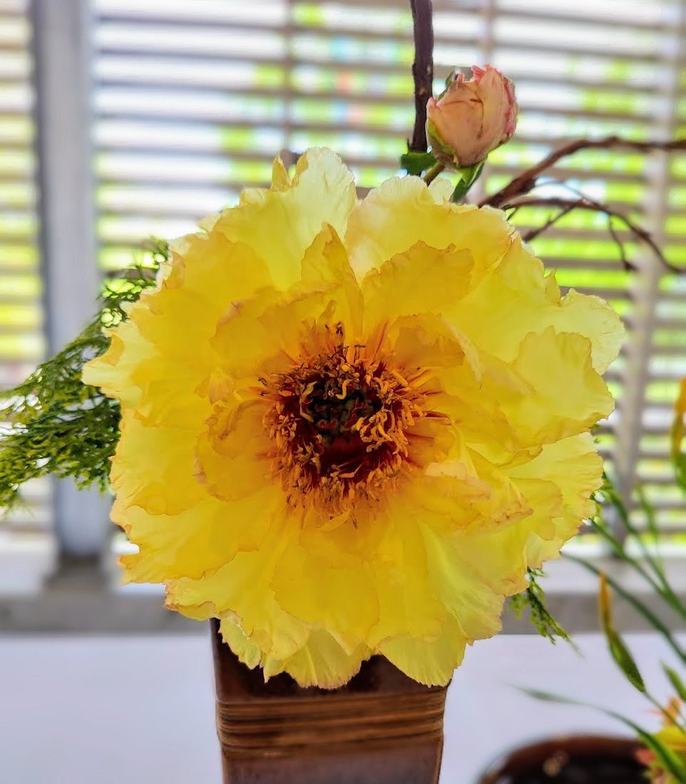 "High noon" large flower Japanese tree peony - Image 6