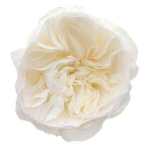 Aurora Gardens! Garden Rose (12 Stems)