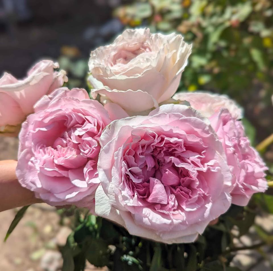 Ausimmon English wedding garden rose plant large flower bush deciduous shrub - Image 2