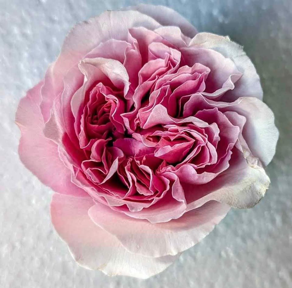 Ausimmon English wedding garden rose plant large flower bush deciduous shrub - Image 15