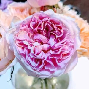 Ausimmon English wedding garden rose plant large flower bush deciduous shrub