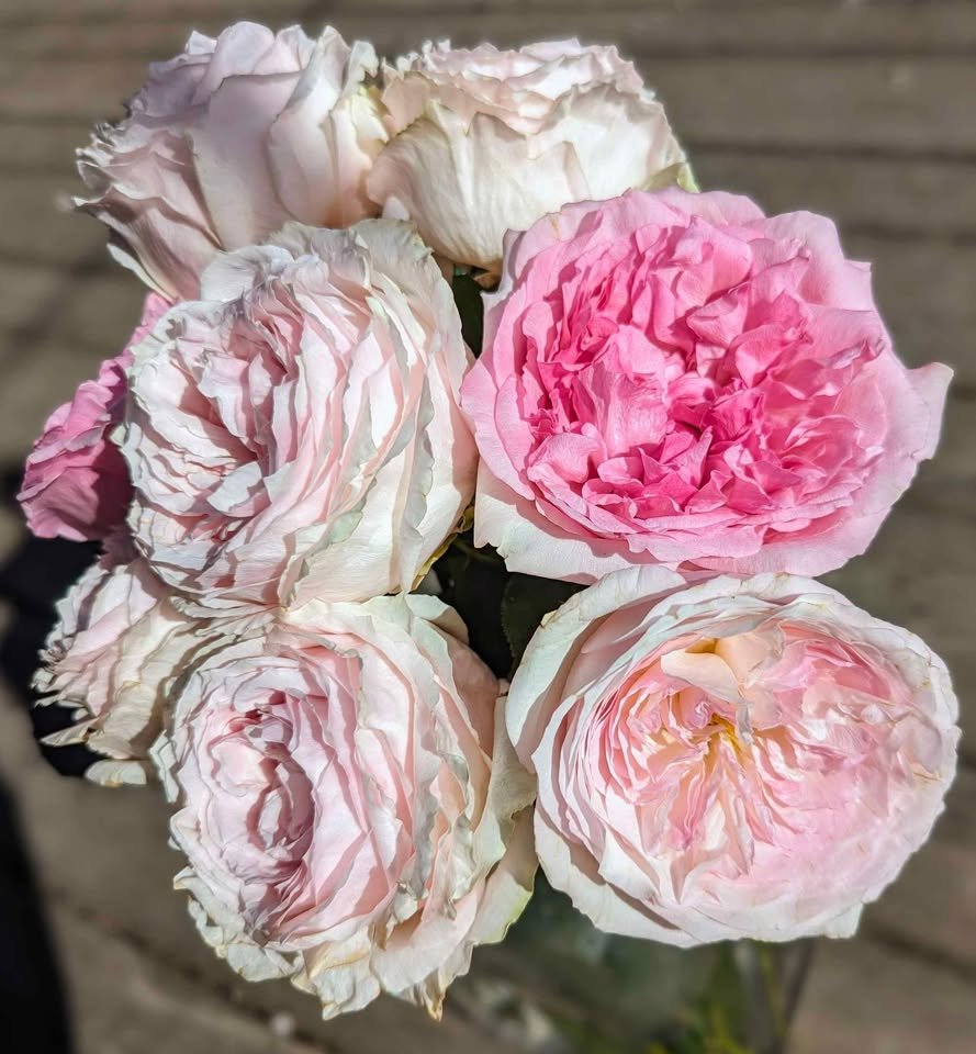 Japanese English French German Spanish garden rose plant large flower bush - Image 6