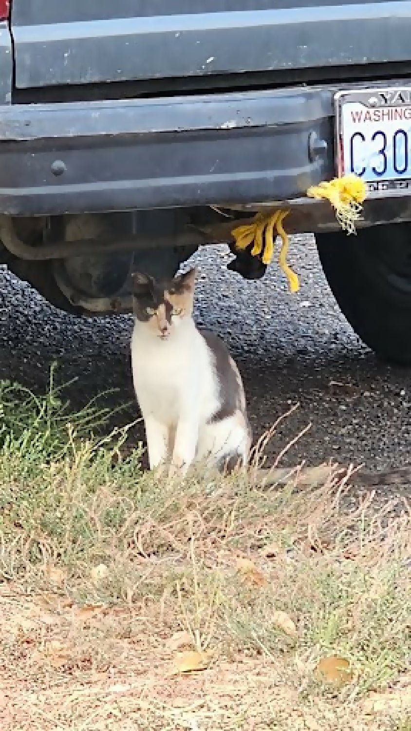 1 year old calico stray female kitty cat