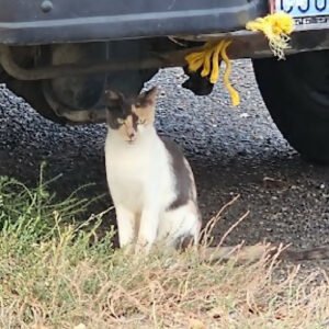 1 year old calico stray female kitty cat