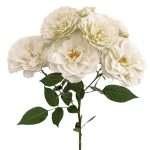 Blanche Spr Garden Rose (12 Stems) - Image 2