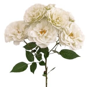 Blanche Spr Garden Rose (12 Stems)